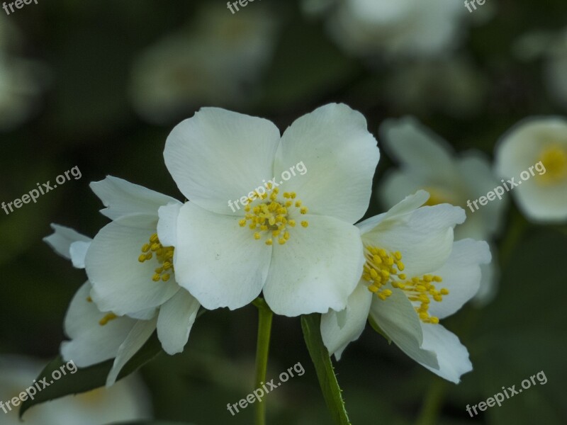 Jasmine Flowers Bush Beautiful Flower Nature