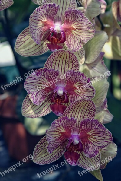 Orchid Greenhouse Flower Yellow Pink