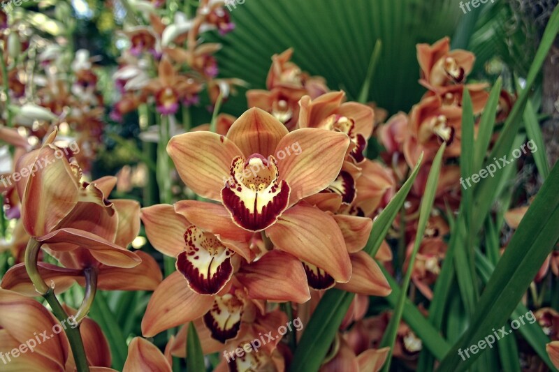 Orchid Orange Burgundy Yellow Flowers