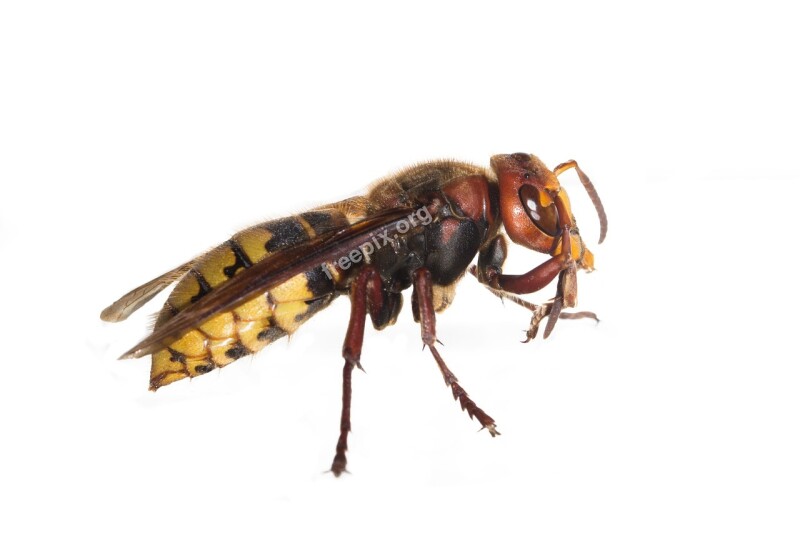 Hornets Hornets Queen Insect Wasps Wasp