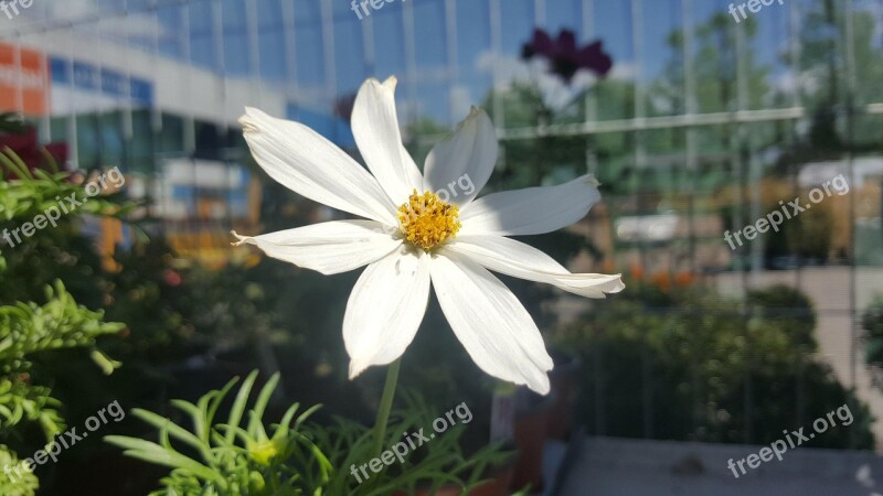 White Flower Flower White Shade Garden