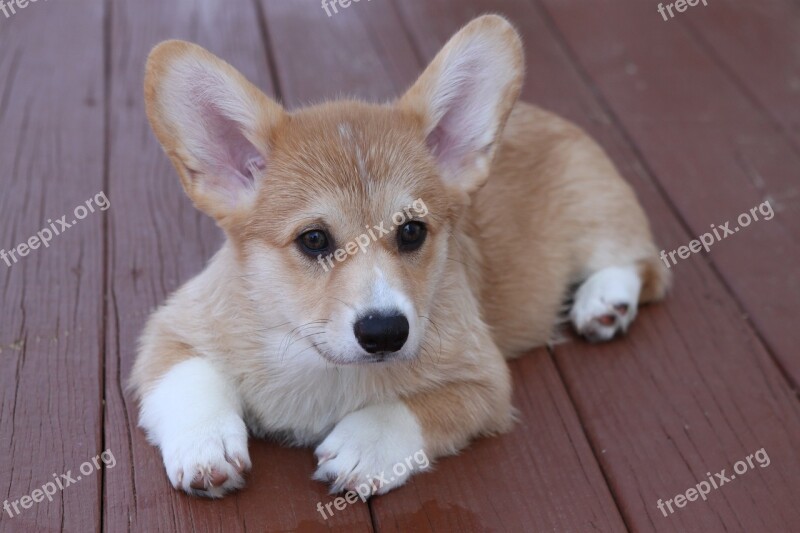 Puppy Corgi Dog Canine Small