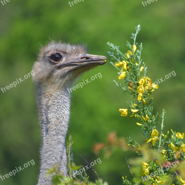 Ostrich Bird Neck Flowers Yellow