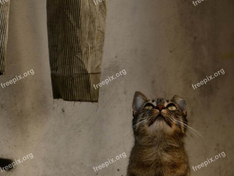 Cat Homeless Dachowiec Tomcat Animal