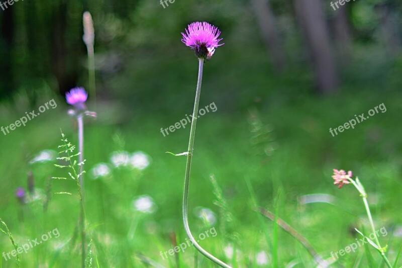 Field Bloom Nature Free Photos