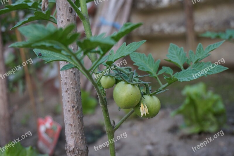 Green Tomatoes Tomatoes Seedling Tomato Macro Tomato