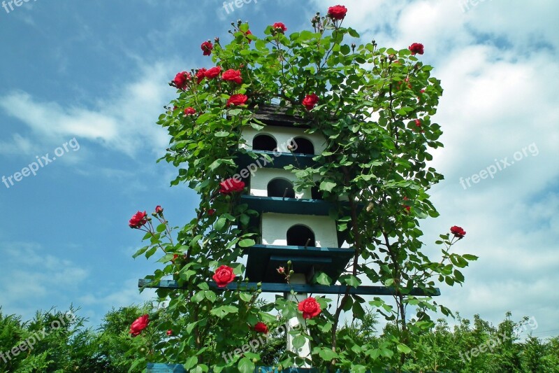 Birdhouse Flowers The Rose Bush Pnącej Rose Red