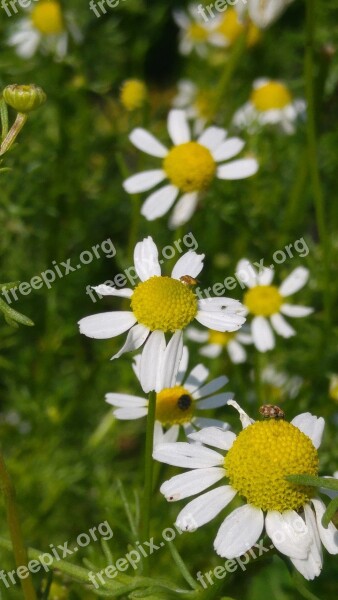 Chamomile Flower Medicinal Herb Free Photos