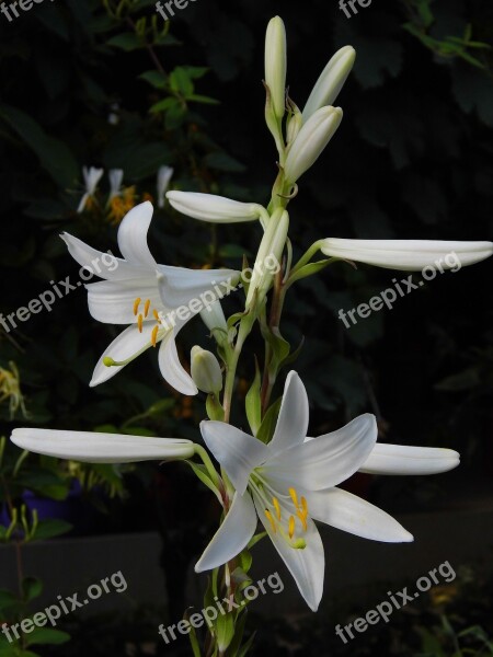 Lily Lilium Flower White Flower Sticks