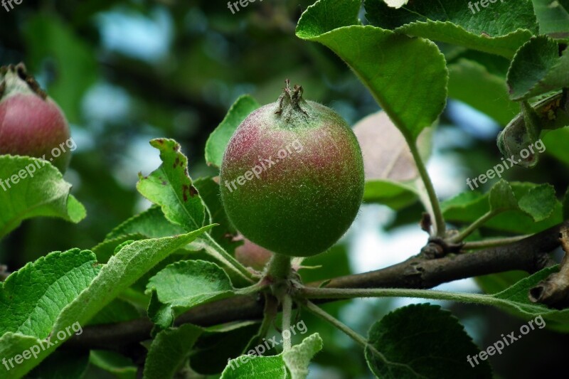 Apple Fruit Sprig Spring Garden