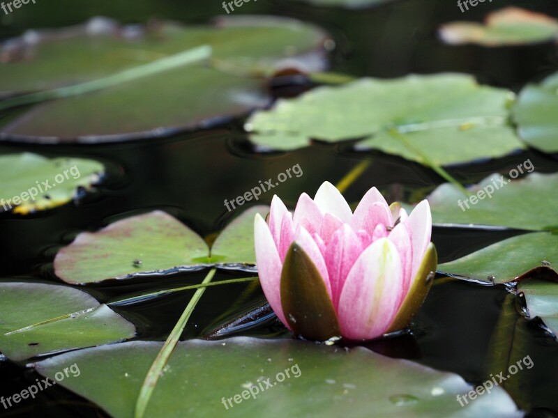 Water Lily Pond Pink Water Lily Aquatic Plant Pond Plant