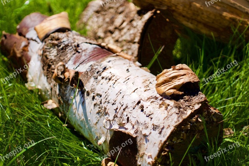 Wood Log Nature Timber Outdoor