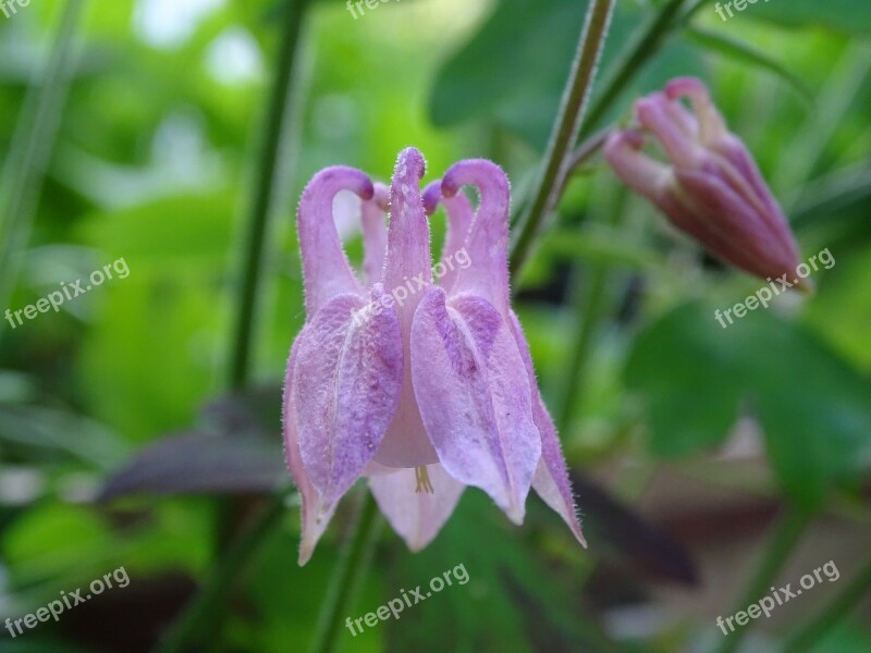 Columbine Columbine Flower Common Akelei Common Columbine Aquilegia Vulgaris