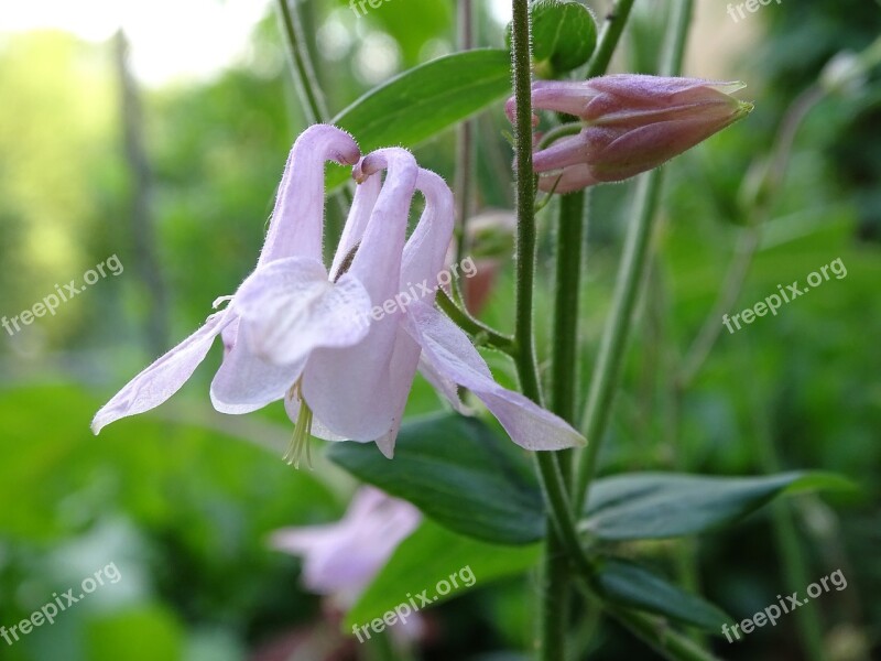 Columbine Columbine Flower Common Akelei Common Columbine Aquilegia Vulgaris