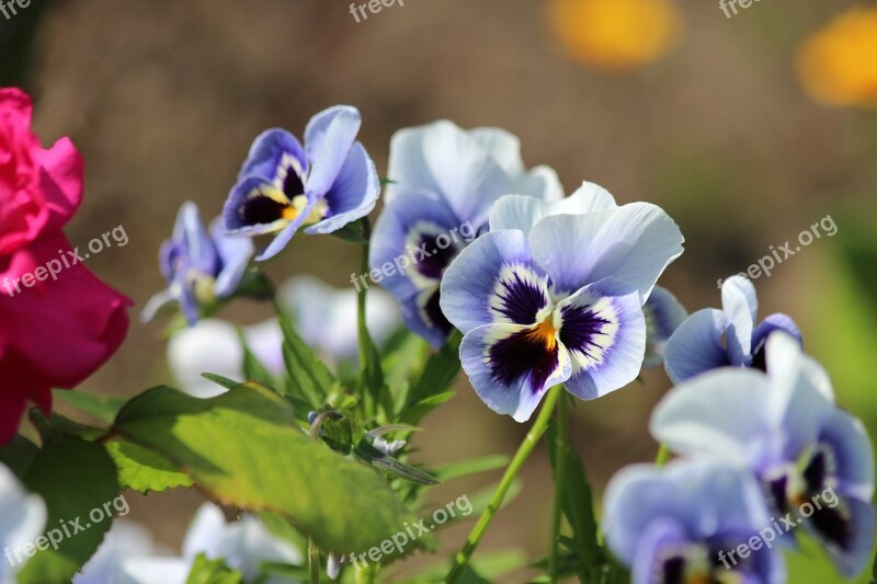 Pansies Violet Viola Tricolor Summer Flowers Garden Flowers