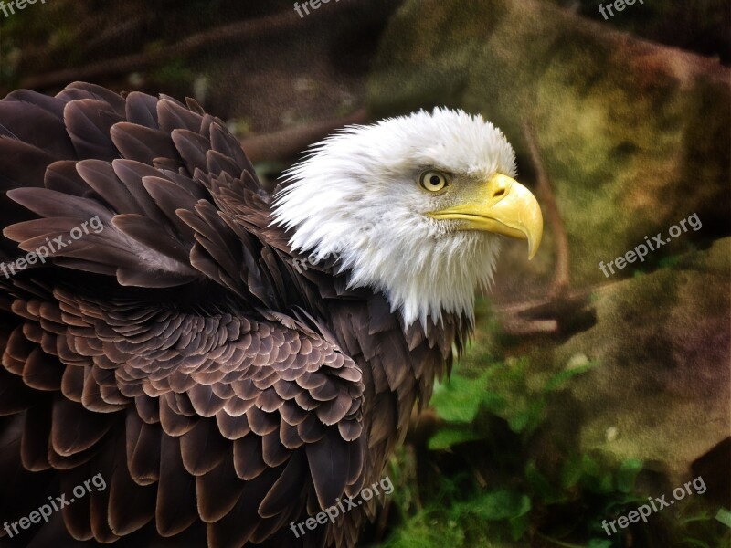 Eagle Birds Emblem Nature Raptors