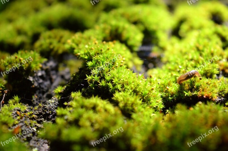 Moss Wood Forest Nature Green