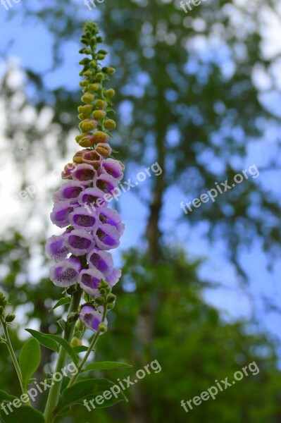 Flower Pink Garden Spring Plant