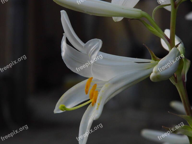 Lily Lilium Flower White Flower Sticks