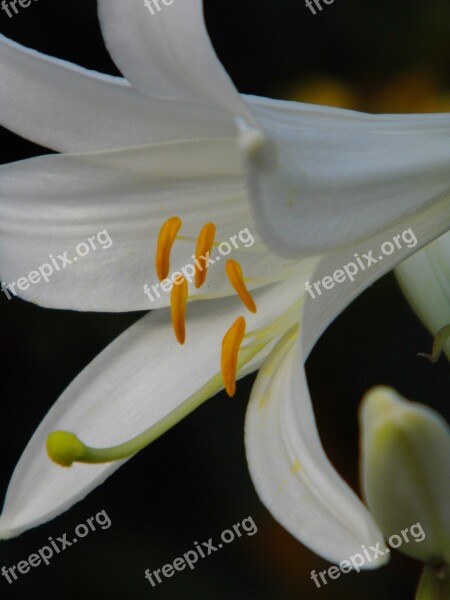 Lily Lilium Flower White Flower Yellow Sticks