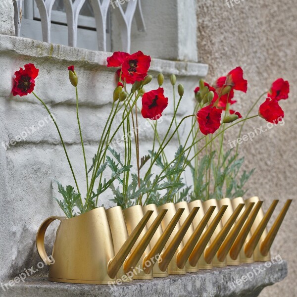 Poppy Watering Can Window Blossom Bloom