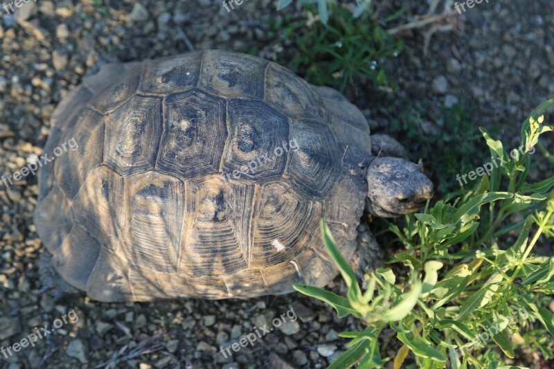 Tortoise Animal Nature Wildlife Free Photos