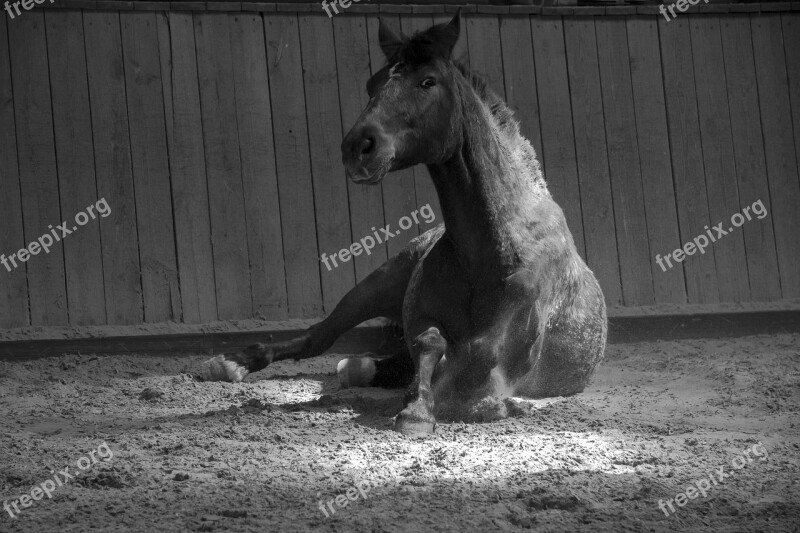 Horse Black And White Horse Head Animal Pony