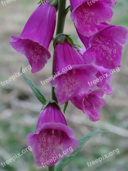 Thimble Digitalis Digitalis Purpurea Giftplanze Free Photos