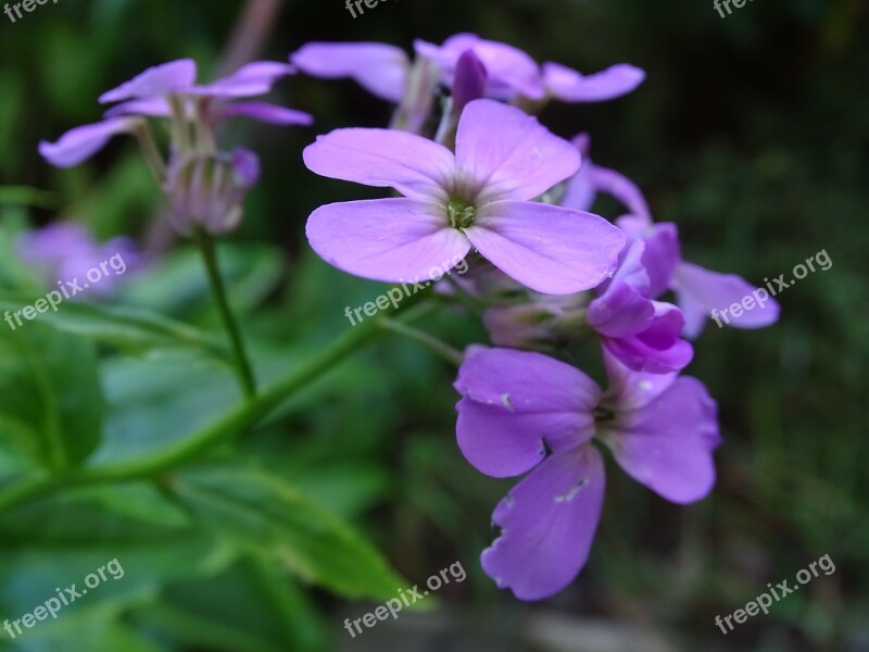 Gilliflower Hespersis Delicate Flower Hespers Matronalis Moth-willow