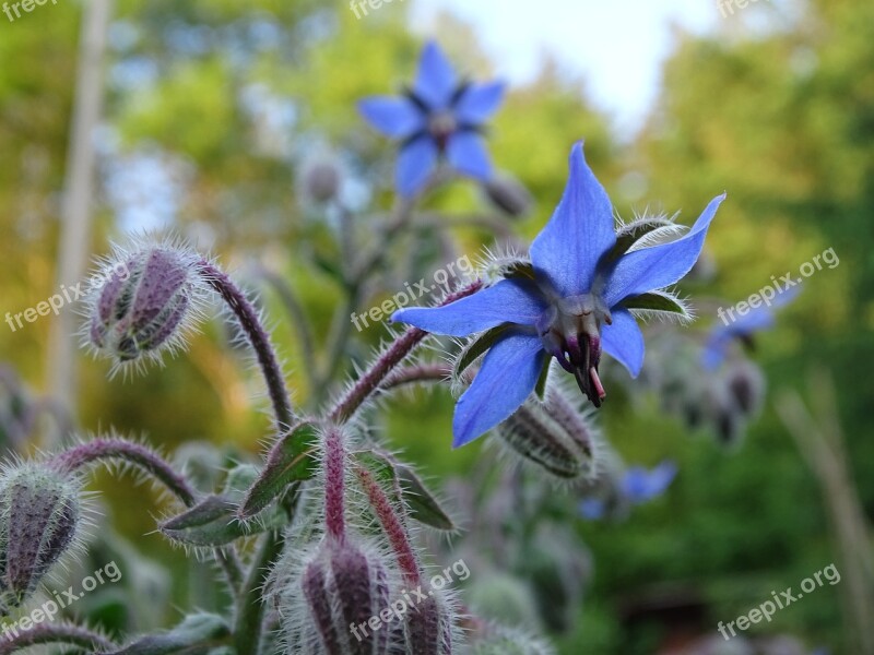 Borage Borretschblüte Cucumber Herb Free Photos