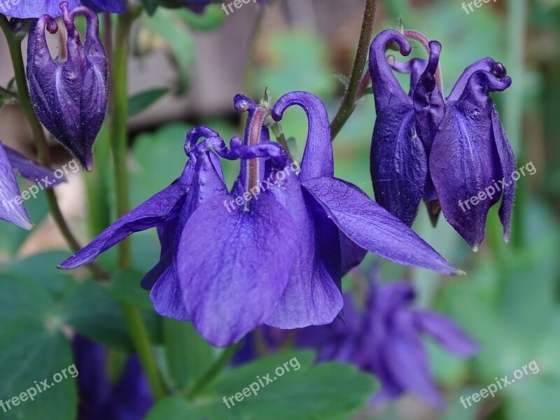 Columbine Columbine Flower Common Akelei Common Columbine Aquilegia Vulgaris