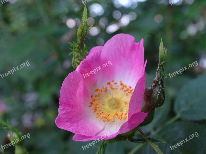 Rose Wild Rose Dog Rose Roses Blossom