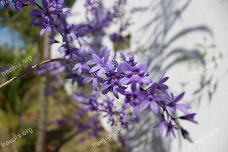 Flower Purple Garden Colorful Violet