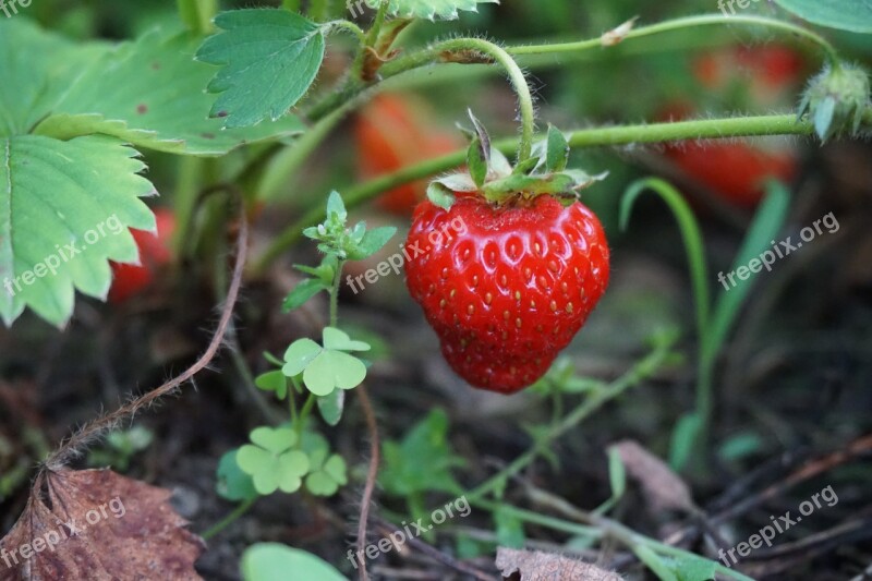 Strawberry Red Summer Fruits Food