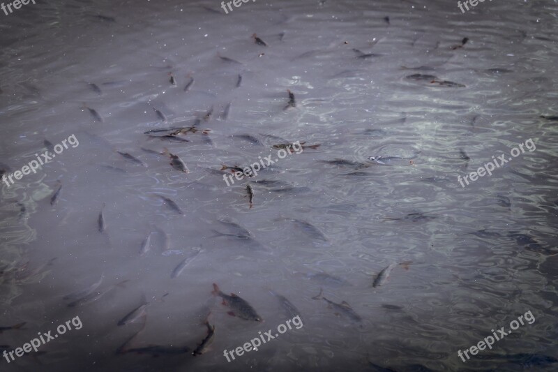 Fish Shoal Herd Zarybiać Fishing