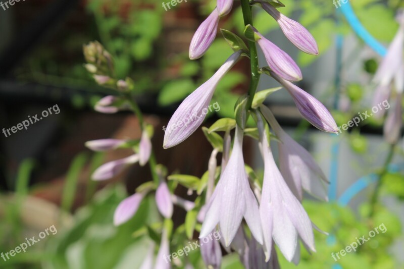 Hosta Bloom Blossom Lavender Purple