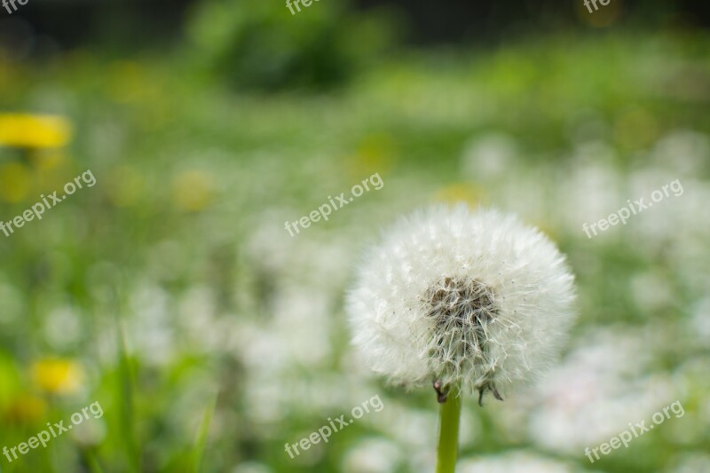 Flower Nature Wildflowers Flowers Spring