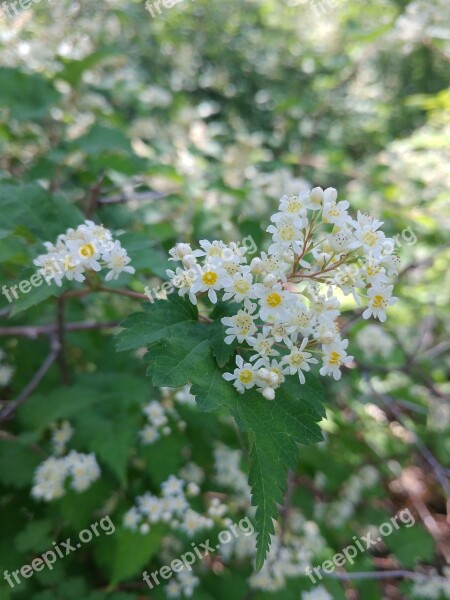 Nature Flowers Plants Leaf Wood