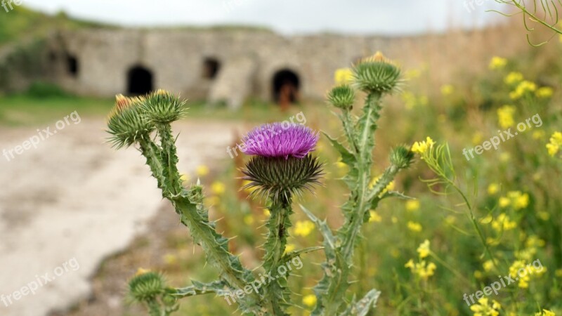 Thistle Flower The Castle Wall Closeup Plant