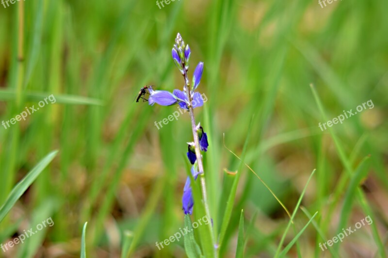 Field Bloom Insects Macro Free Photos