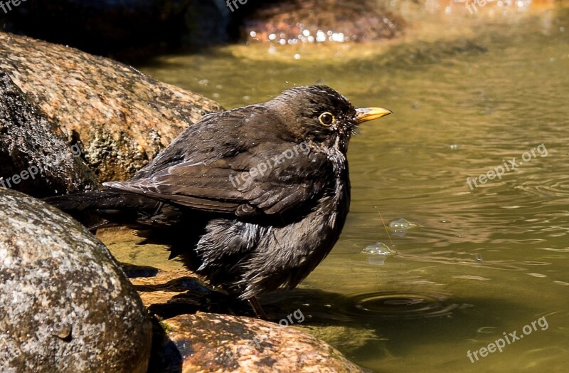 Blackbird Songbird Animal Female Free Photos