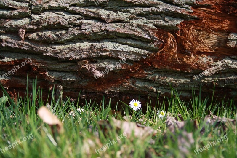 Log Daisy Nature Wood Rush