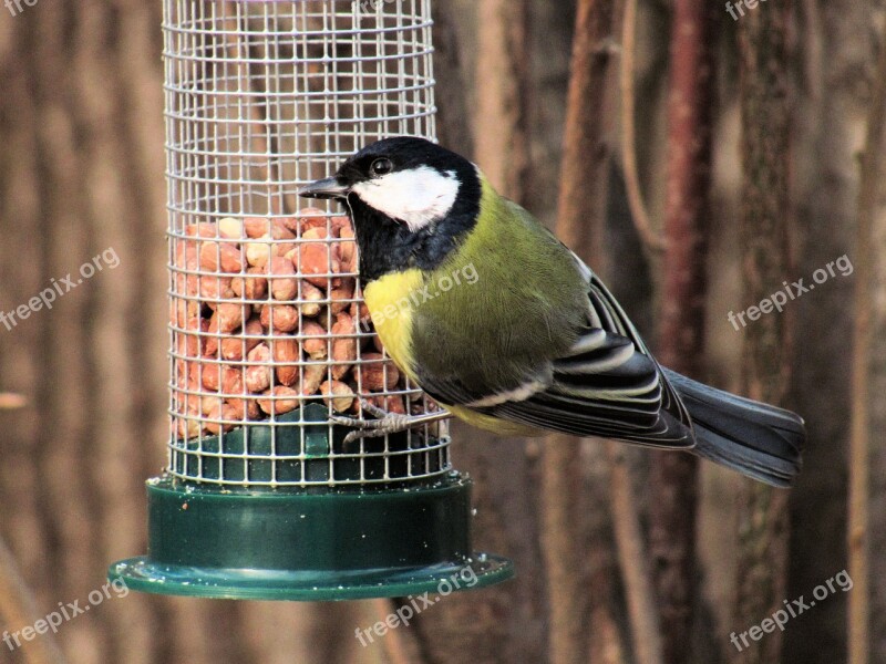 Bird Chickadee Bird Feeding Tray Park Free Photos