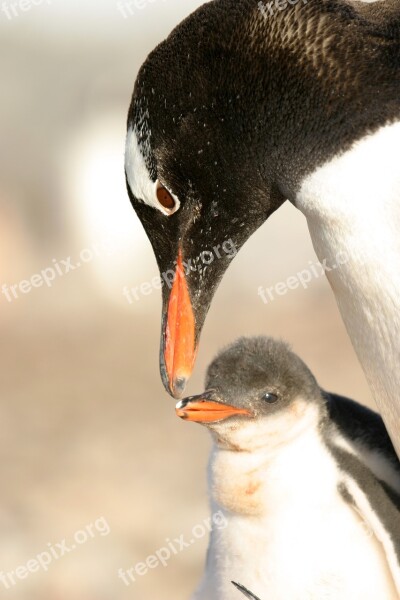 Antartica Penguin Animal Snow Free Photos