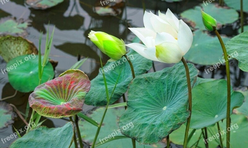 Indian Lotus Flower Bud Blooming