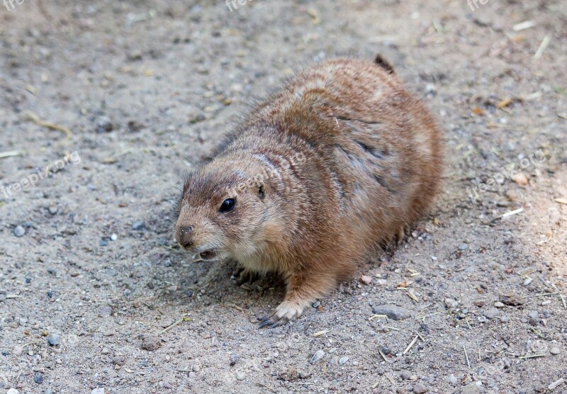 Prairie Dog Mammal Rodent Animal Free Photos