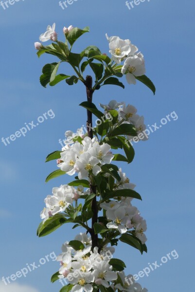 Blossom Sierappelboom Spring Nature Tree