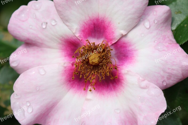 Pink Rosebush Wild Rose Old Nature Garden