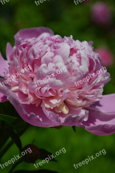 Plant Peony Blossom Free Photos