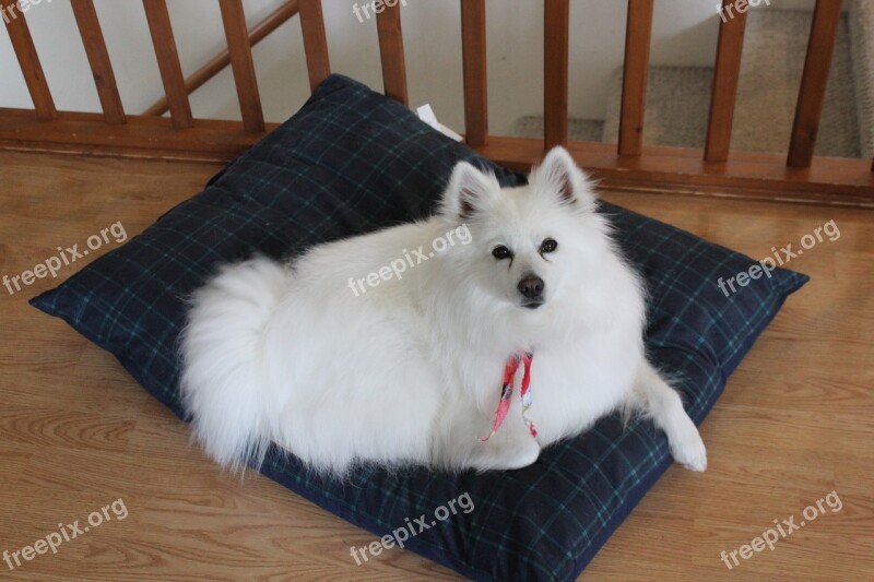 Eskimo Dog Spitz Puppy White